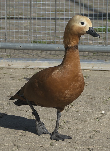 一个能够在